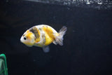 Baby Ranchu  Calico 2.5 Inch (ID#1004R9c-48) Free2Day SHIPPING