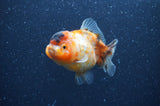 Yuan Bao Oranda  Calico 4 Inch (ID#404Yb10b-42) Free2Day SHIPPING