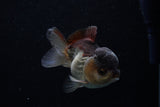 Short Body Thai Oranda  Panda 3.5 Inch (ID#1203To14b-33) Free2Day SHIPPING