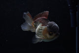 Short Body Thai Oranda  Panda 3.5 Inch (ID#1203To14b-33) Free2Day SHIPPING