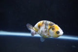 Baby Ranchu  Calico 2.5 Inch (ID#1004R9c-48) Free2Day SHIPPING