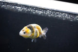 Baby Ranchu  Calico 2.5 Inch (ID#1004R9c-48) Free2Day SHIPPING