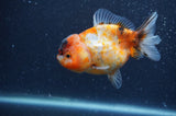Yuan Bao Oranda  Calico 4 Inch (ID#404Yb10b-42) Free2Day SHIPPING