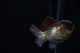 Short Body Thai Oranda  Panda 3.5 Inch (ID#1203To14b-33) Free2Day SHIPPING