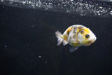 Baby Ranchu  Calico 2.5 Inch (ID#1004R9c-48) Free2Day SHIPPING