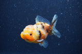 Yuan Bao Oranda  Calico 3.5 Inch (ID#404Yb10b-43) Free2Day SHIPPING