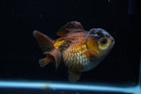 Short Body Thai Oranda  Panda 3.5 Inch (ID#1203To14b-34) Free2Day SHIPPING