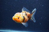 Yuan Bao Oranda  Calico 3.5 Inch (ID#404Yb10b-43) Free2Day SHIPPING