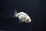 Baby Ranchu  Calico 3 Inch (ID#1004R9c-49) Free2Day SHIPPING