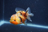 Yuan Bao Oranda  Calico 3.5 Inch (ID#404Yb10b-43) Free2Day SHIPPING
