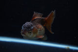 Short Body Thai Oranda  Panda 3.5 Inch (ID#1203To14b-34) Free2Day SHIPPING