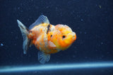 Yuan Bao Oranda  Calico 3.5 Inch (ID#404Yb10b-43) Free2Day SHIPPING