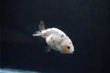 Baby Ranchu  Calico 3 Inch (ID#1004R9c-49) Free2Day SHIPPING