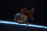 Short Body Thai Oranda  Panda 3.5 Inch (ID#1203To14b-34) Free2Day SHIPPING