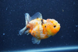 Yuan Bao Oranda  Calico 3.5 Inch (ID#404Yb10b-43) Free2Day SHIPPING