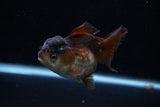 Short Body Thai Oranda  Panda 3.5 Inch (ID#1203To14b-34) Free2Day SHIPPING