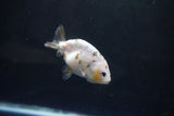 Baby Ranchu  Calico 3 Inch (ID#1004R9c-49) Free2Day SHIPPING