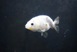 Baby Ranchu  Calico 3 Inch (ID#1004R9c-49) Free2Day SHIPPING