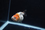 Baby Ranchu  Calico 2.5 Inch (ID#1217R9c-27) Free2Day SHIPPING