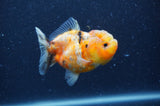 Yuan Bao Oranda  Calico 3.5 Inch (ID#404Yb10b-43) Free2Day SHIPPING