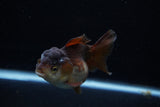 Short Body Thai Oranda  Panda 3.5 Inch (ID#1203To14b-34) Free2Day SHIPPING