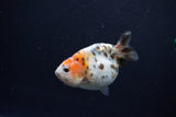 Baby Ranchu  Calico 2.5 Inch (ID#1217R9c-27) Free2Day SHIPPING