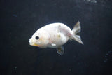 Baby Ranchu  Calico 3 Inch (ID#1004R9c-49) Free2Day SHIPPING