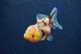 Yuan Bao Oranda  Calico 3.5 Inch (ID#404Yb10b-43) Free2Day SHIPPING