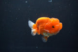 Juvenile Lionchu  Red White 3 Inch (ID#1015R11a-29) Free2Day SHIPPING