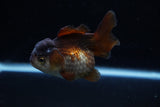 Short Body Thai Oranda  Panda 3.5 Inch (ID#1203To14b-34) Free2Day SHIPPING