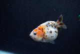 Baby Ranchu  Calico 2.5 Inch (ID#1217R9c-27) Free2Day SHIPPING