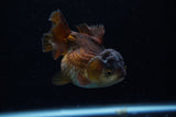 Short Body Thai Oranda  Panda 3.5 Inch (ID#1203To14b-34) Free2Day SHIPPING