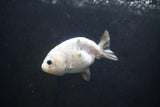 Baby Ranchu  Calico 3 Inch (ID#1004R9c-49) Free2Day SHIPPING