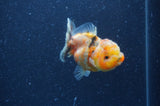 Yuan Bao Oranda  Calico 3.5 Inch (ID#404Yb10b-43) Free2Day SHIPPING