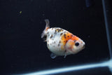 Baby Ranchu  Calico 2.5 Inch (ID#1217R9c-27) Free2Day SHIPPING