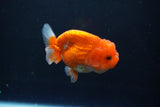 Juvenile Lionchu  Red White 3 Inch (ID#1015R11a-29) Free2Day SHIPPING