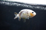 Baby Ranchu  Calico 3 Inch (ID#1004R9c-49) Free2Day SHIPPING