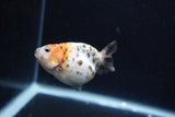 Baby Ranchu  Calico 2.5 Inch (ID#1217R9c-27) Free2Day SHIPPING