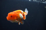 Juvenile Lionchu  Red White 3 Inch (ID#1015R11a-29) Free2Day SHIPPING