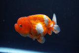 Juvenile Lionchu  Red White 3 Inch (ID#1015R11a-29) Free2Day SHIPPING