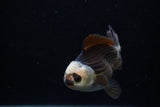 Short Body Thai Oranda  Panda 3.5 Inch (ID#1129To14b-31) Free2Day SHIPPING