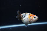 Baby Ranchu  Calico 2.5 Inch (ID#1217R9c-27) Free2Day SHIPPING