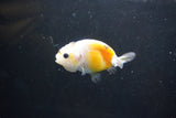 Baby Ranchu  Calico 3 Inch (ID#1004R9c-50) Free2Day SHIPPING