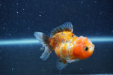 Yuan Bao Oranda  Calico 3.5 Inch (ID#404Yb10b-44) Free2Day SHIPPING