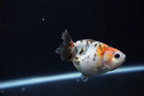 Baby Ranchu  Calico 2.5 Inch (ID#1217R9c-27) Free2Day SHIPPING