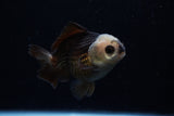 Short Body Thai Oranda  Panda 3.5 Inch (ID#1129To14b-31) Free2Day SHIPPING