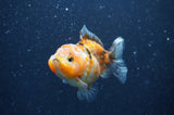 Yuan Bao Oranda  Calico 3.5 Inch (ID#404Yb10b-44) Free2Day SHIPPING