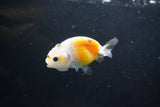 Baby Ranchu  Calico 3 Inch (ID#1004R9c-50) Free2Day SHIPPING