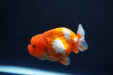 Juvenile Lionchu  Red White 3 Inch (ID#1015R11a-29) Free2Day SHIPPING