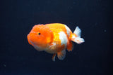 Juvenile Lionchu  Red White 3 Inch (ID#1015R11a-29) Free2Day SHIPPING